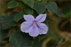 Barleria acuminata